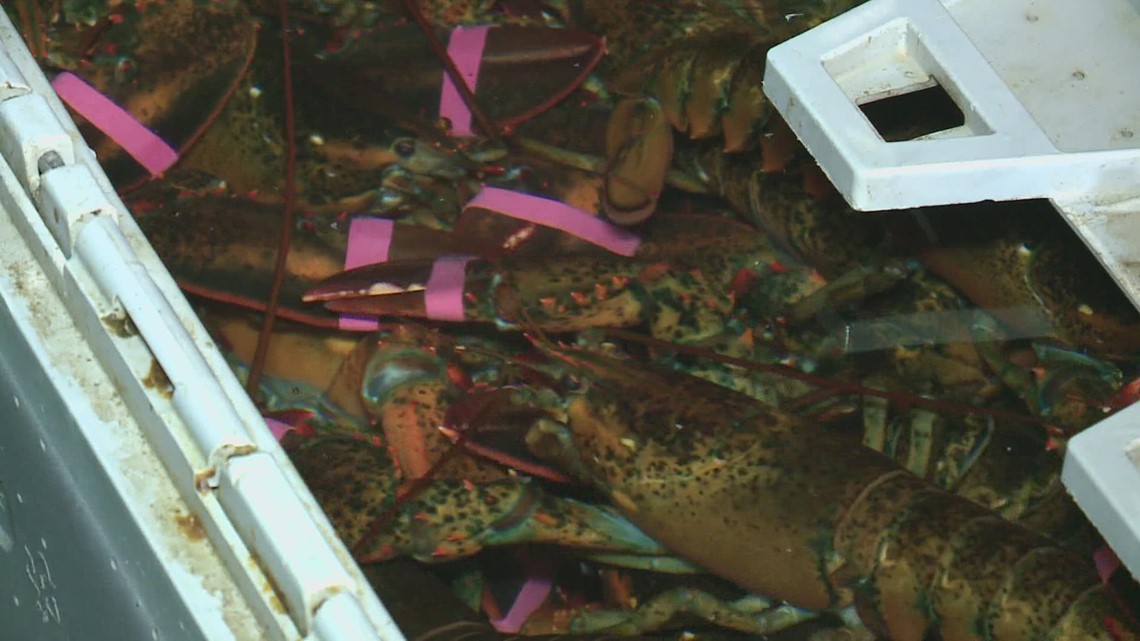 High lobster prices now, but businesses confident customers will come
