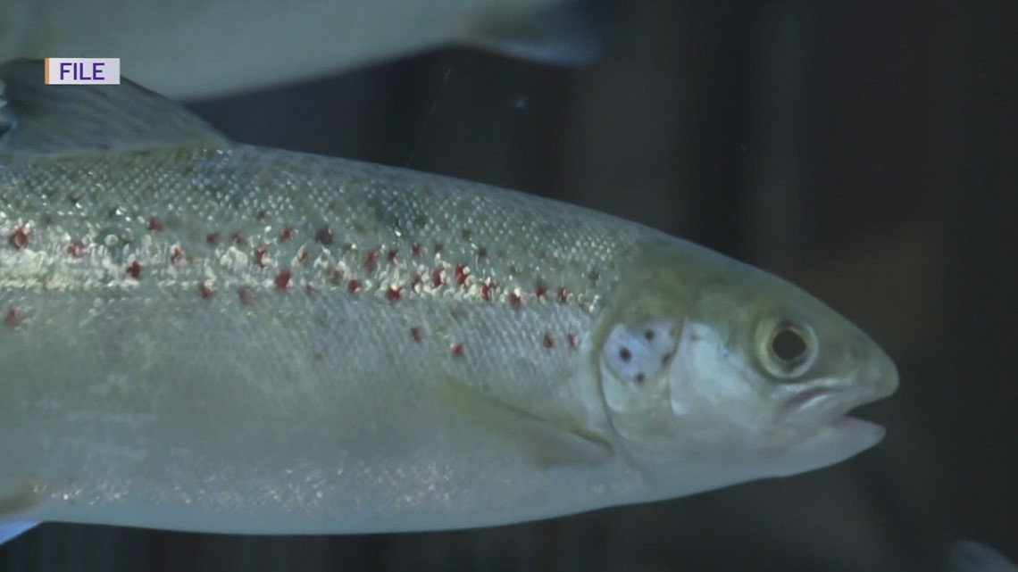 Maine CDC updates freshwater fish consumption advisories ...