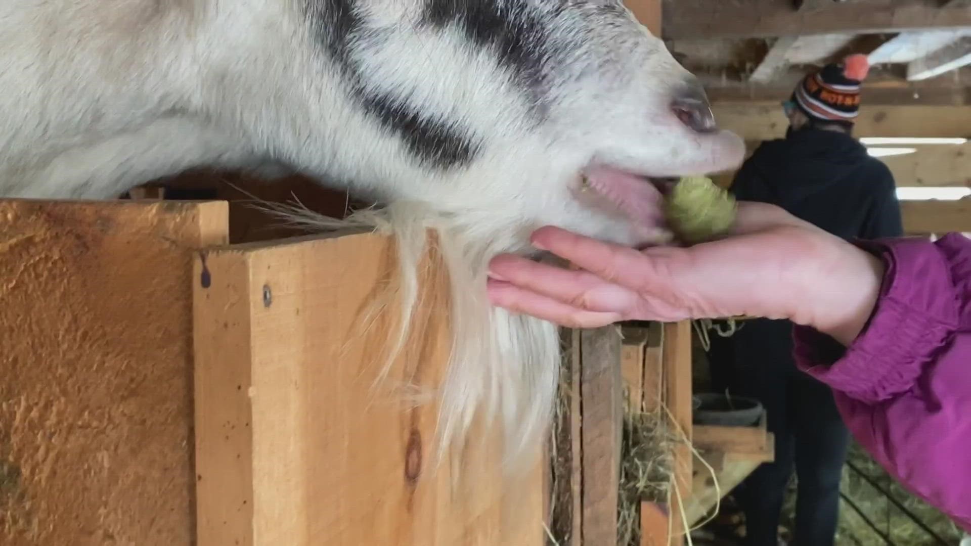 Ten Apple Farm hosted the event to bring in tourists after the holiday season. Cheese and milk were sold along with hiking and a chance to meet the goats.