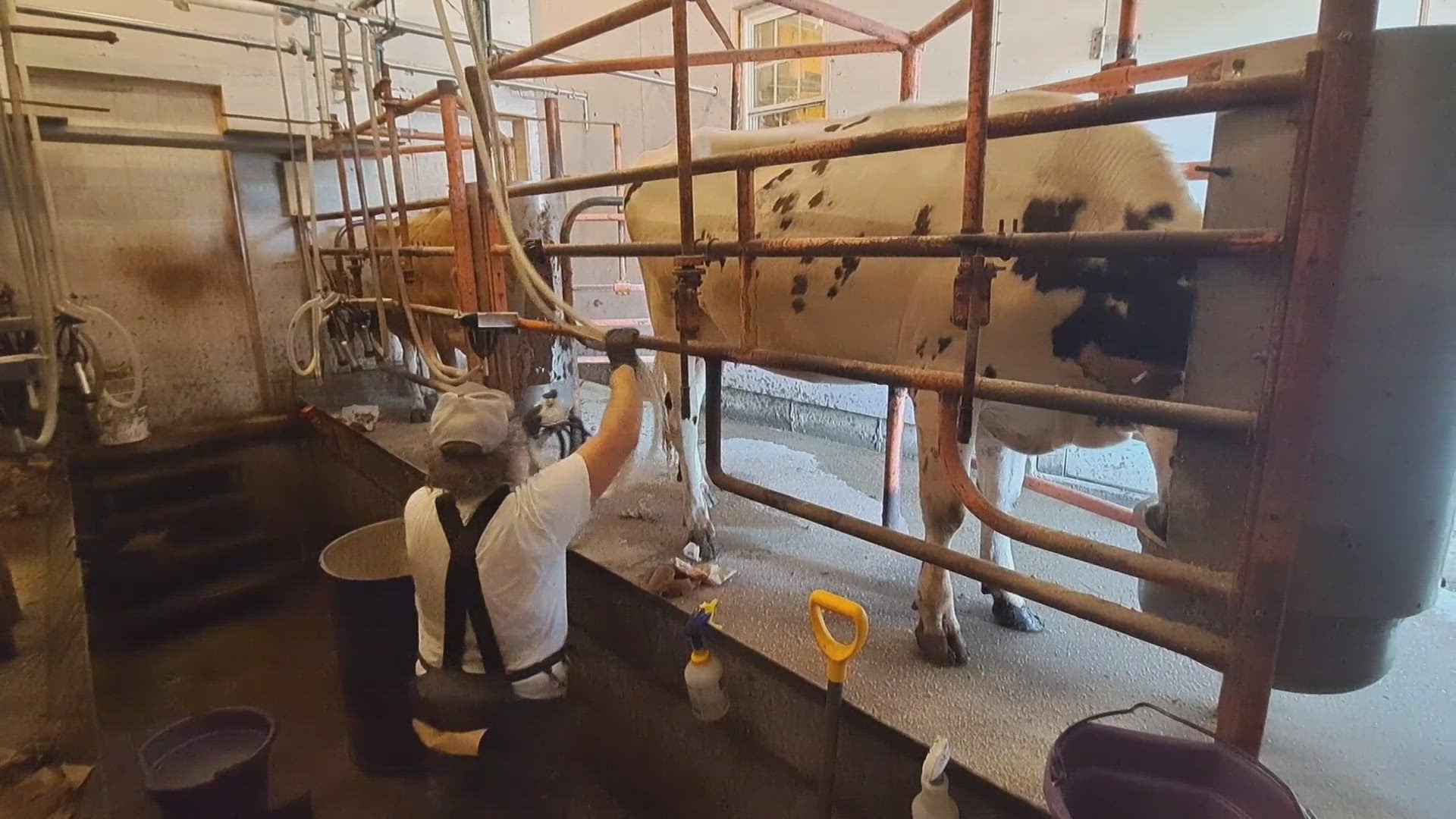 Maine is seeing a shortage of dairy farmers; a new program involving UMaine Cooperative Extension aims to change that.