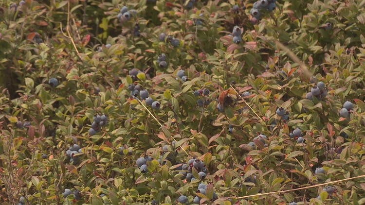 USDA says Maine blueberry growers had a big 2021