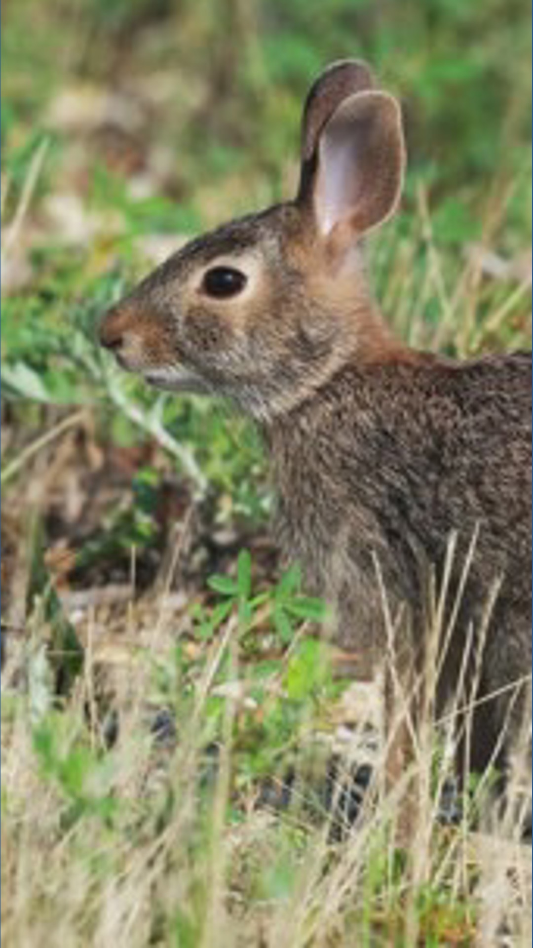 A non-native rabbit species is making itself at home in Maine ...