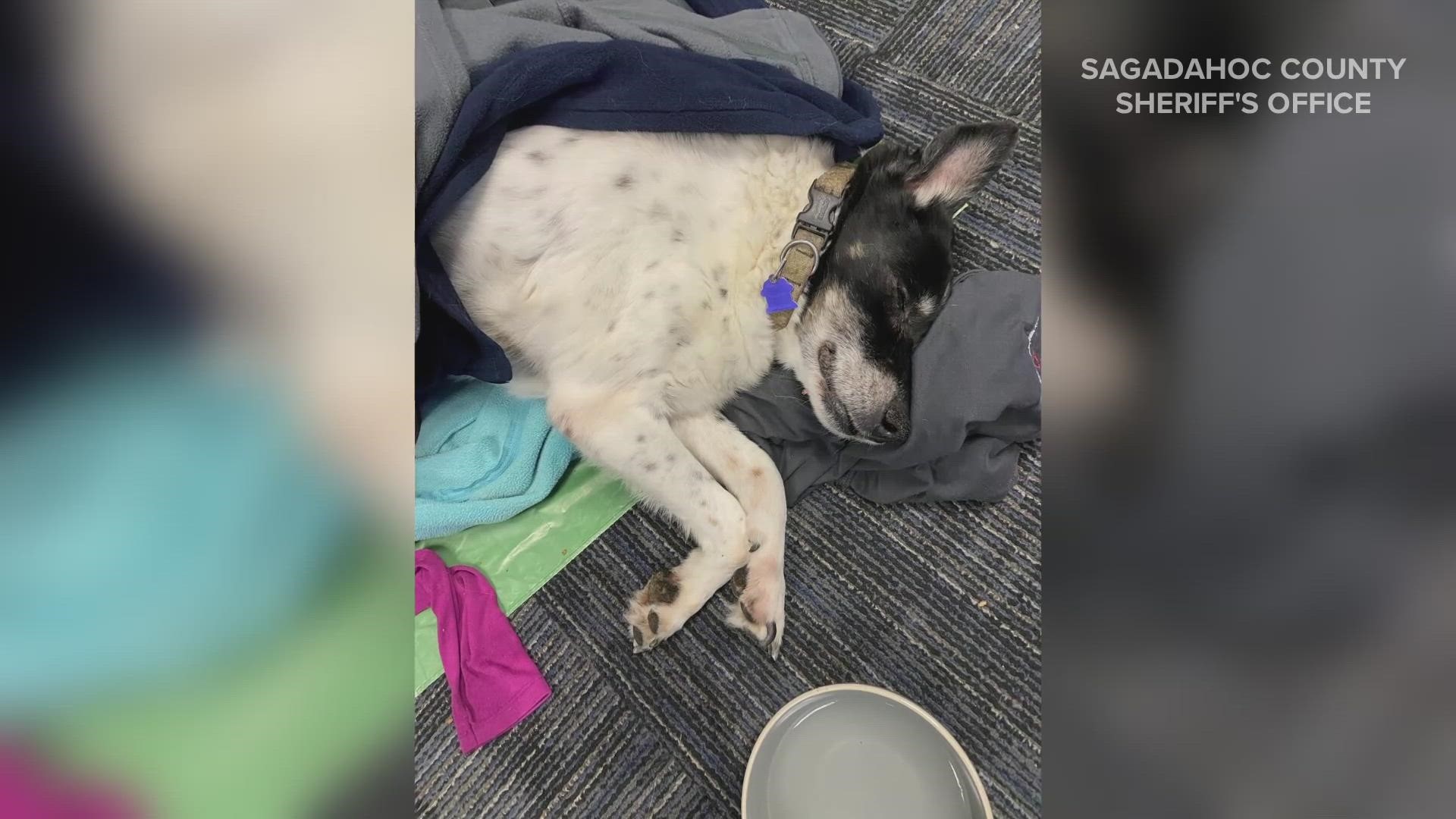 The dog, at least 14 years old, was let out of its home around 9 p.m. on Friday and did not return. The owner stayed up all night worrying, officials said.