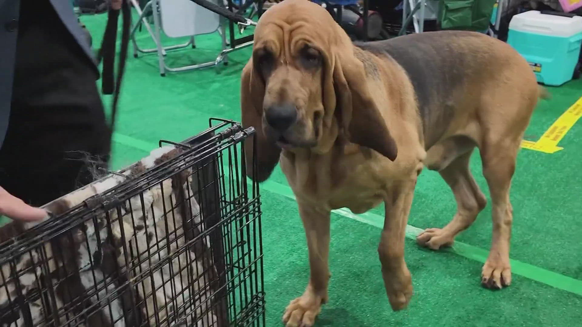 2,500 dogs are competing with 200 breeds spread across seven groups.