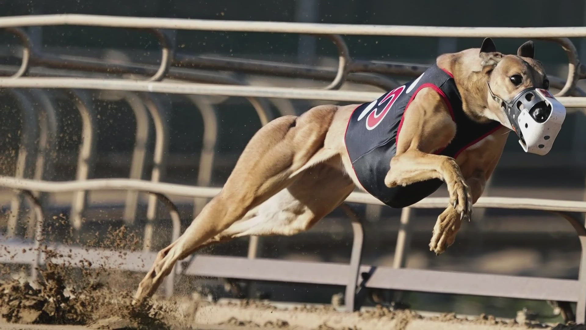 The country's racing minister recently said that because of injury rates for racing dogs, the sport will be outlawed, but it will take 20 months to do it. 