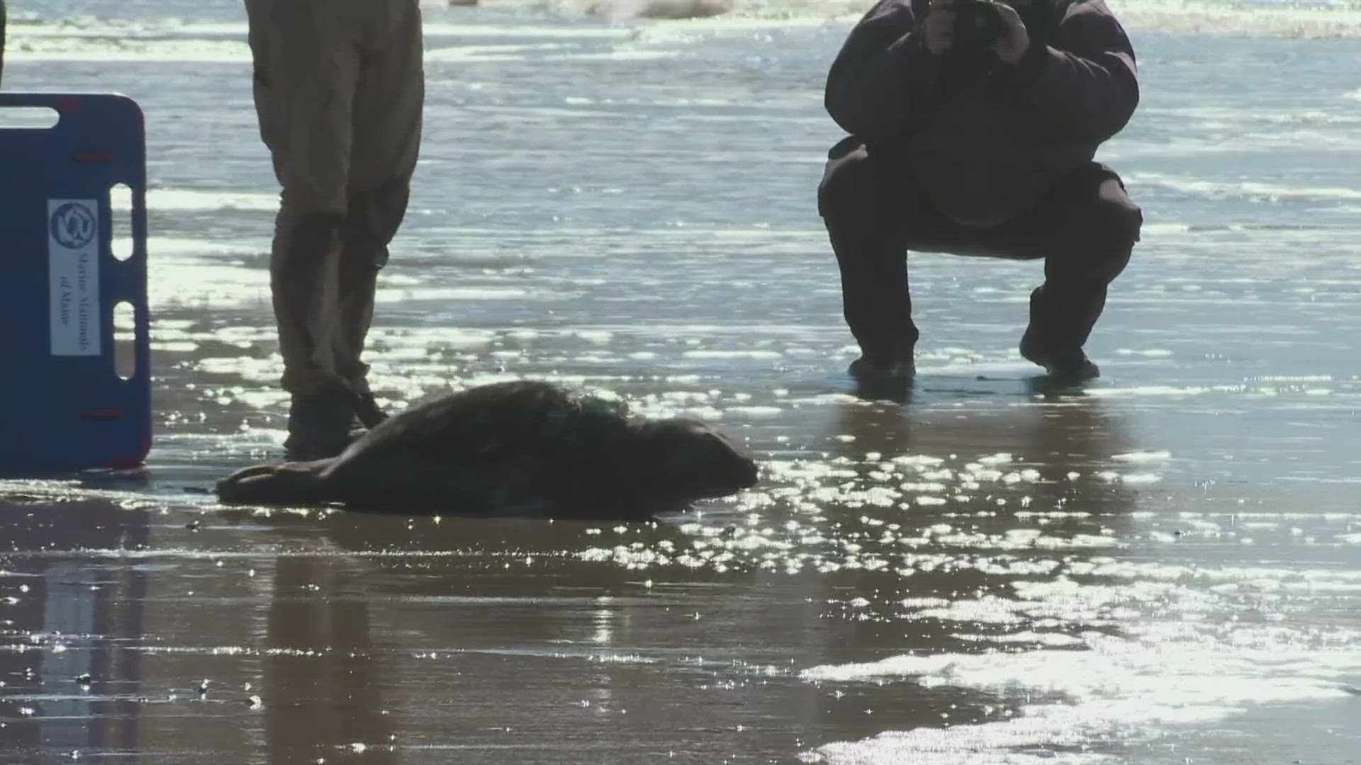Dexxy and Sunshine, both found stranded in January, were released back into the ocean Thursday in Phippsburg after rehabilitating with Marine Mammals of Maine.