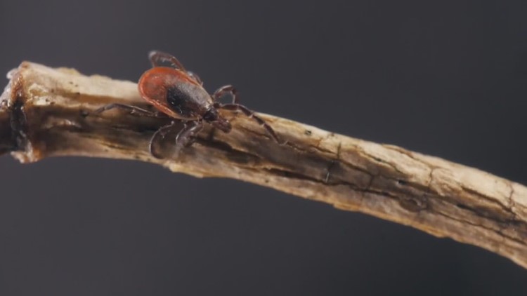 More Lyme-carrying ticks found in Maine forests