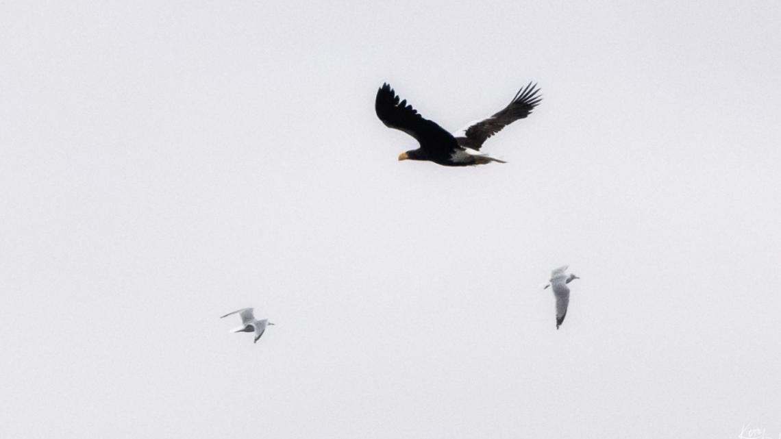 Rare great black hawk rescued after suffering frostbite in Maine - The  Boston Globe