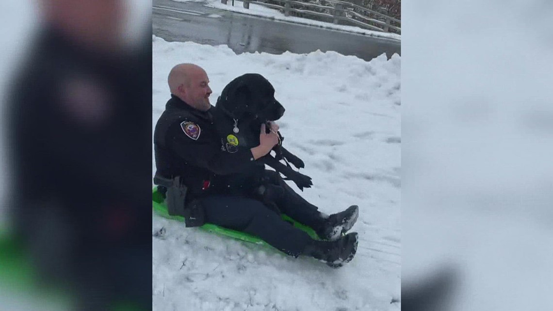 Dog sled? This NH police dog took a ride down the slopes with an