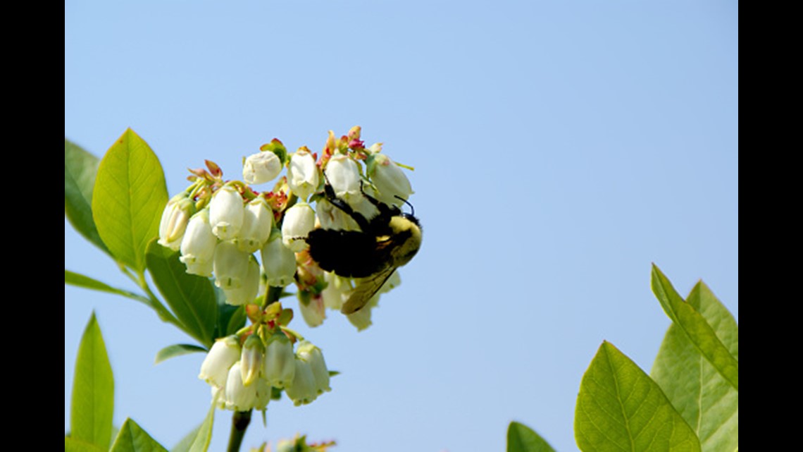 Maine allergy season stretches longer with warming weather