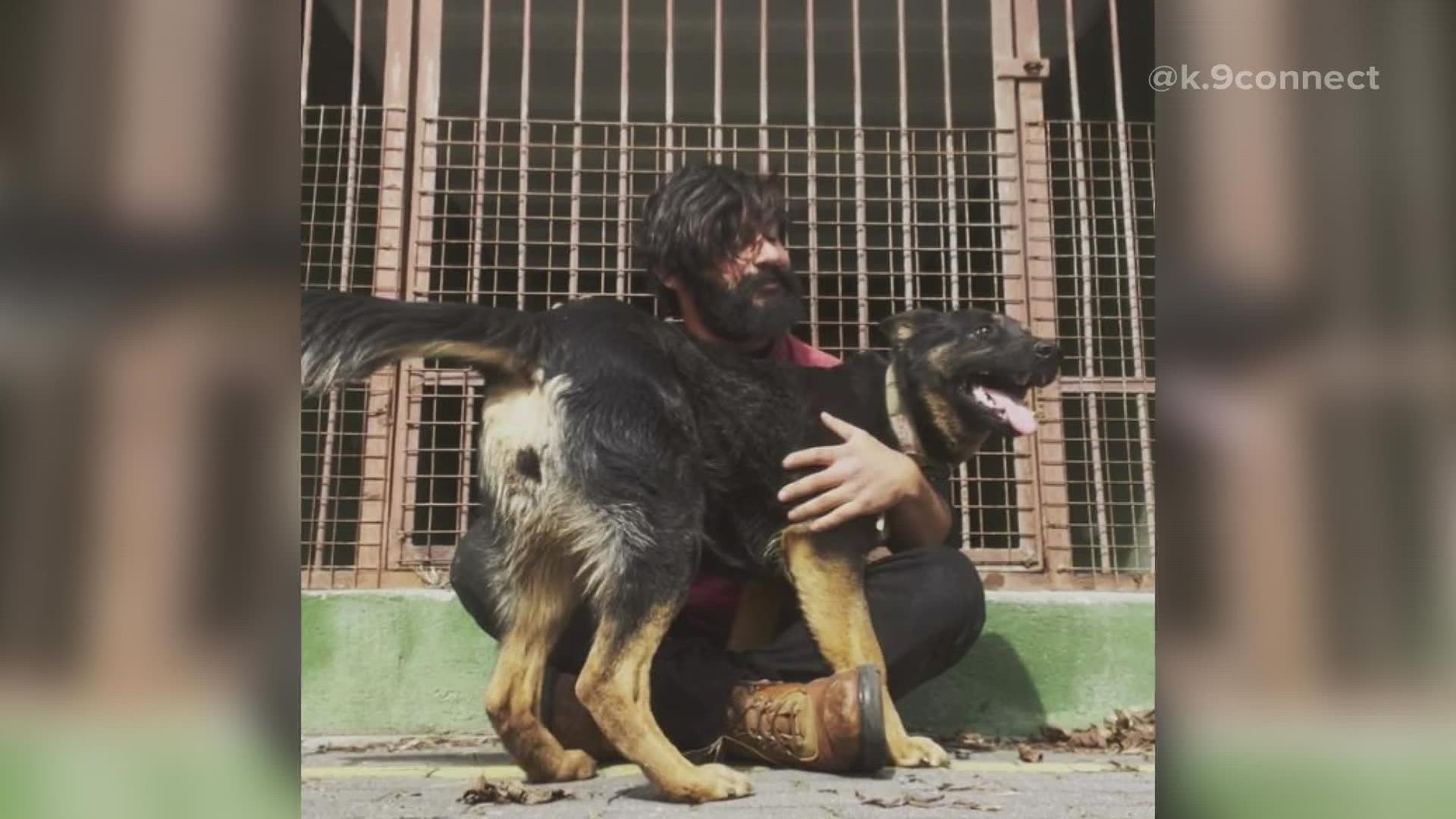 Tim Davis and Chris Jimenez connected through TikTok. The two are close to bringing dozens of trained German shepherds home after weeks in Ukraine and Poland.