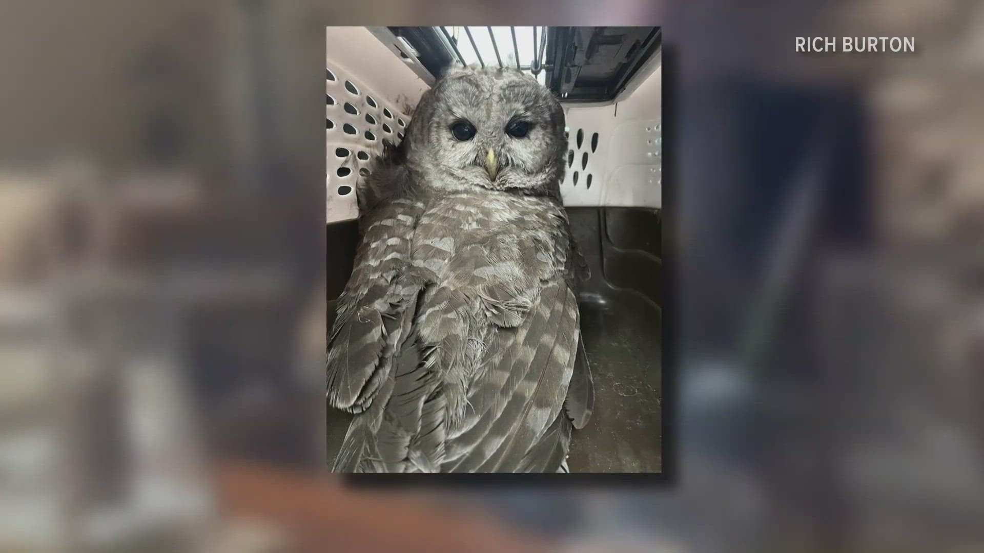 The owl was taken to Avian Haven, a hospital for wild birds and turtles in the town of Freedom.