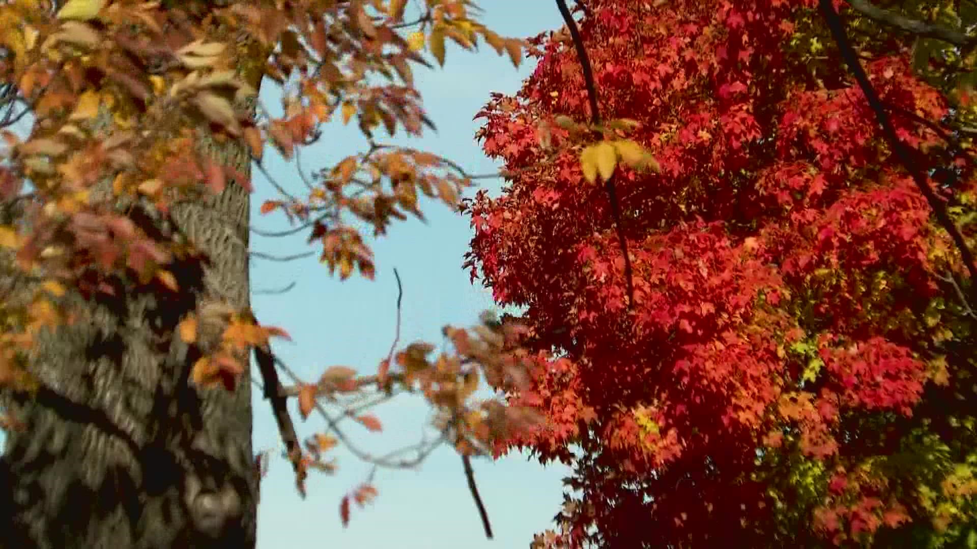 Why experts say you shouldn't bag your leaves this fall : NPR