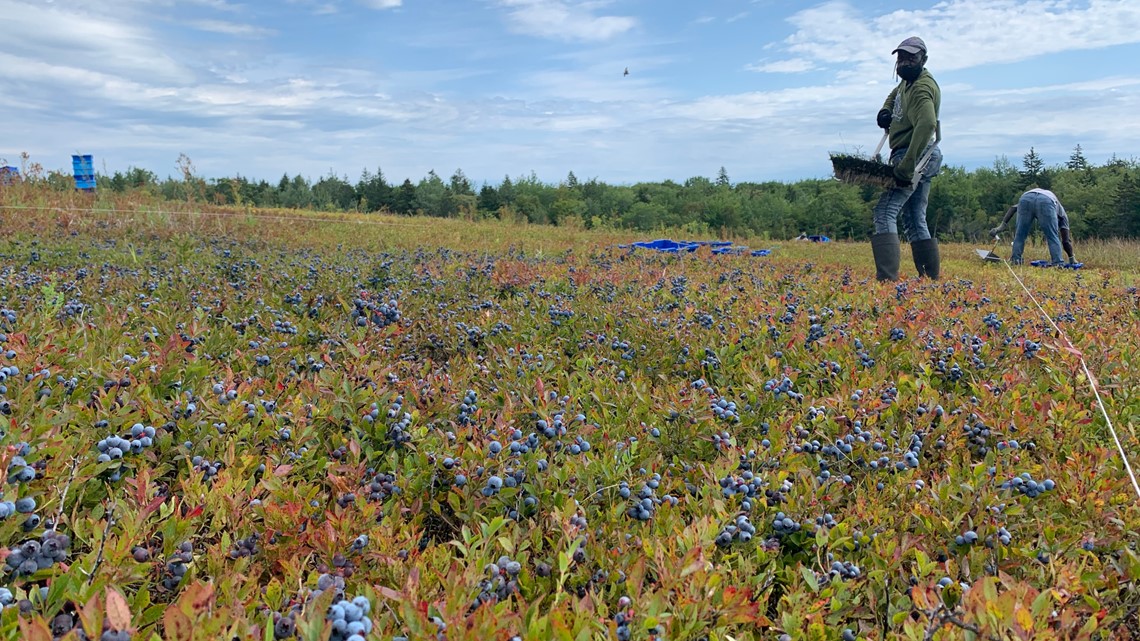 Maine's wild blueberry crop feeling heat from climate change