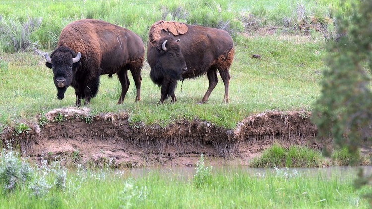Beware: Bison on the loose in Aroostook County