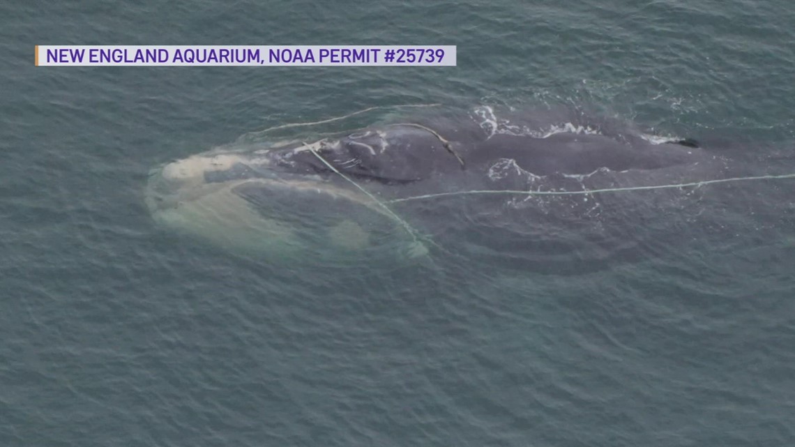 Entangled right whale spotted near Nantucket amid fishing gear debate
