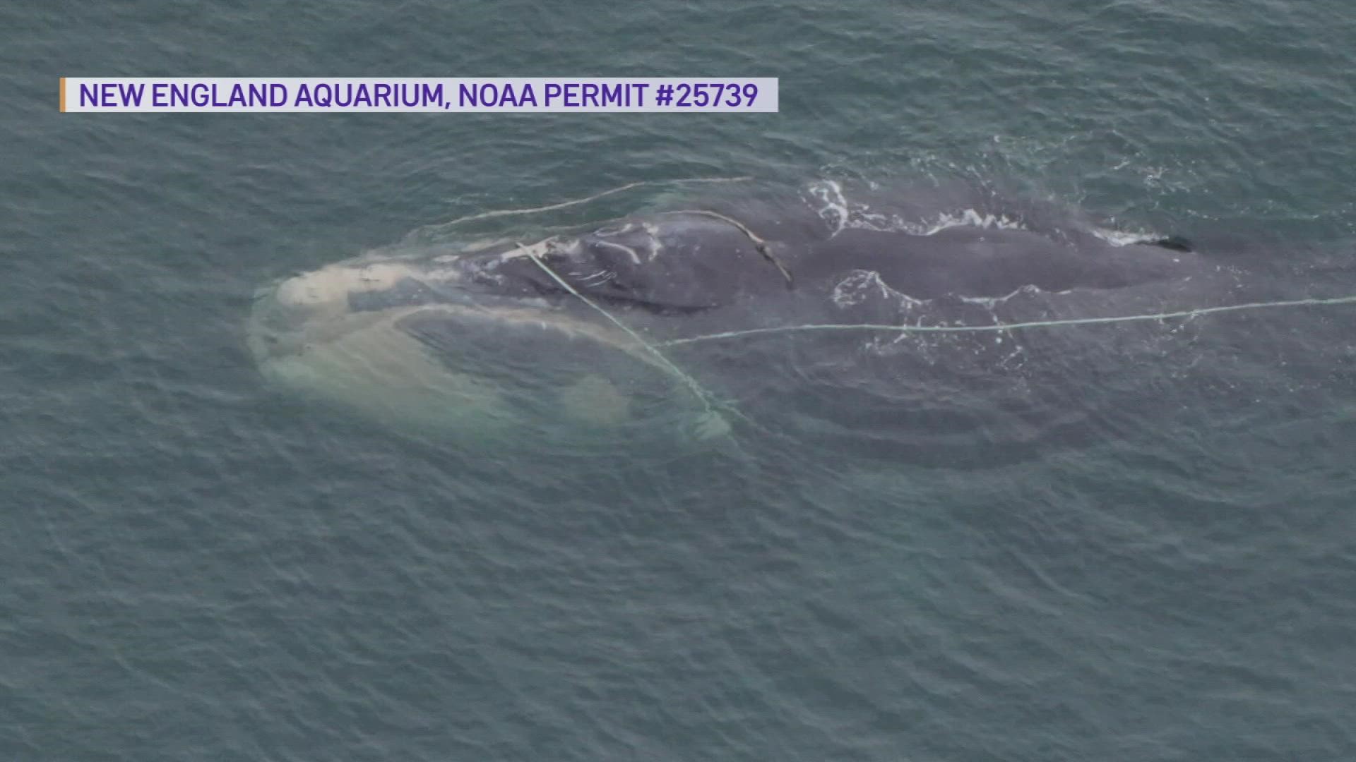Scientists say the endangered right whale's death is all but certain.