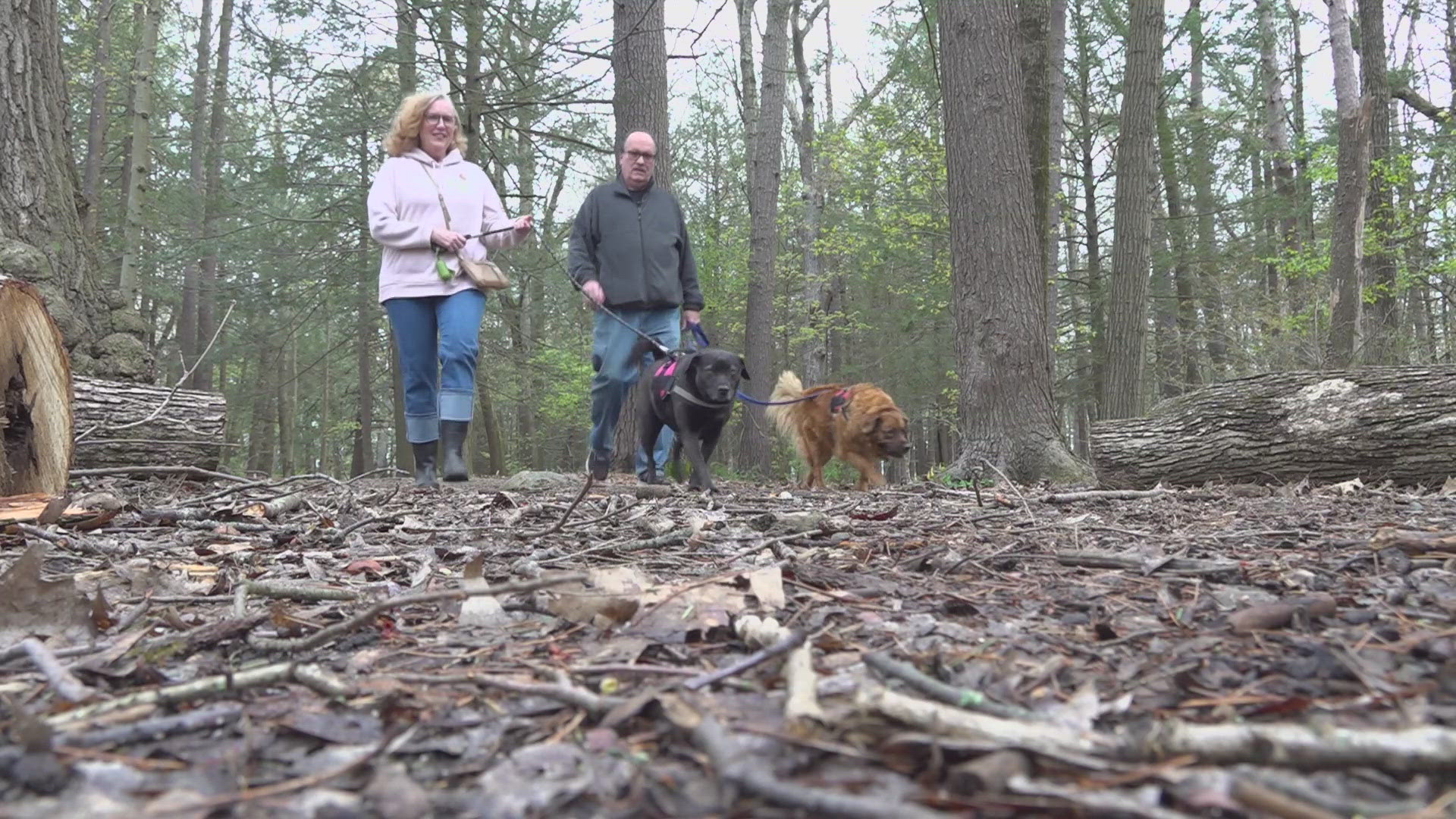 Marc Lesperance is suing the city for a second time over a rule requiring dogs be leashed in the woods from April 1 through July 31.