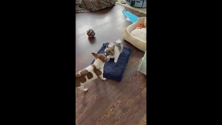 Two dogs playing tug-of-war