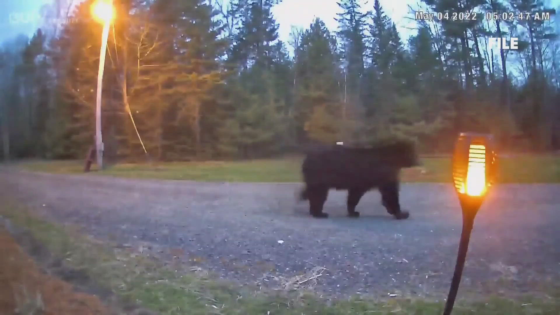 According to Maine Department of Inland Fisheries and Wildlife officials, Maine's black bear population has been on the rise in the past five years. 