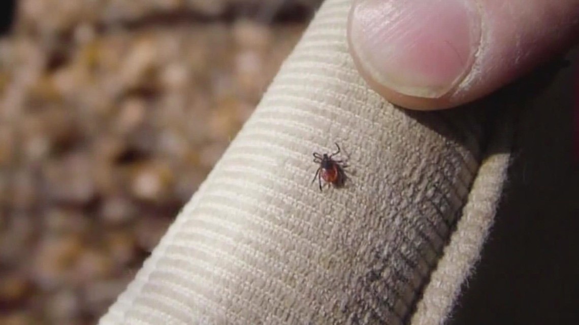 Maine forest study helping track new populations of deer ticks