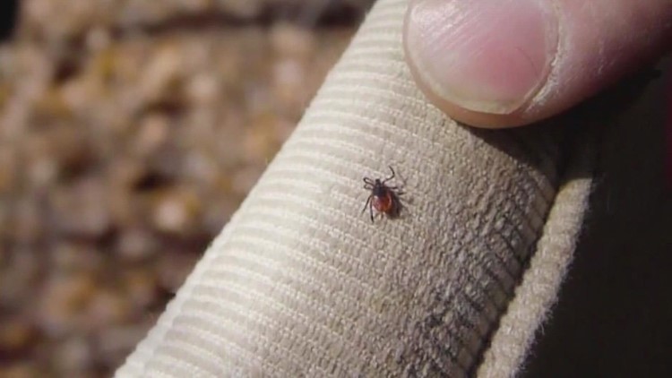 How to avoid tick bites this fall: Advice from the Maine CDC