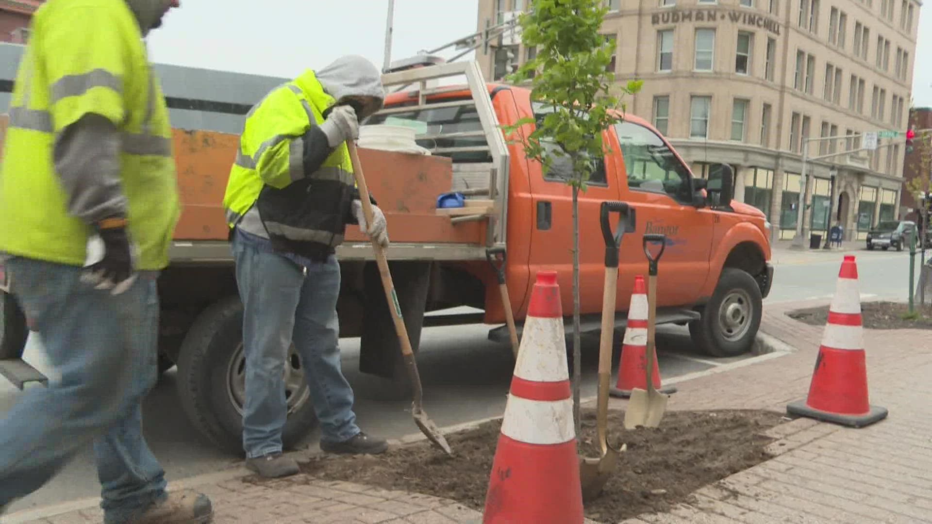 City of Bangor officials celebrated Arbor Day on Friday by planting a tree in front of City Hall.