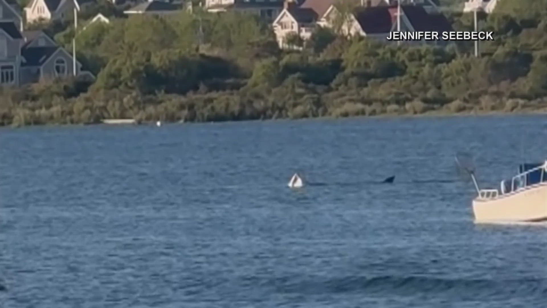 It was identified as a basking shark, which is a filter feeder and not considered a threat to humans. 