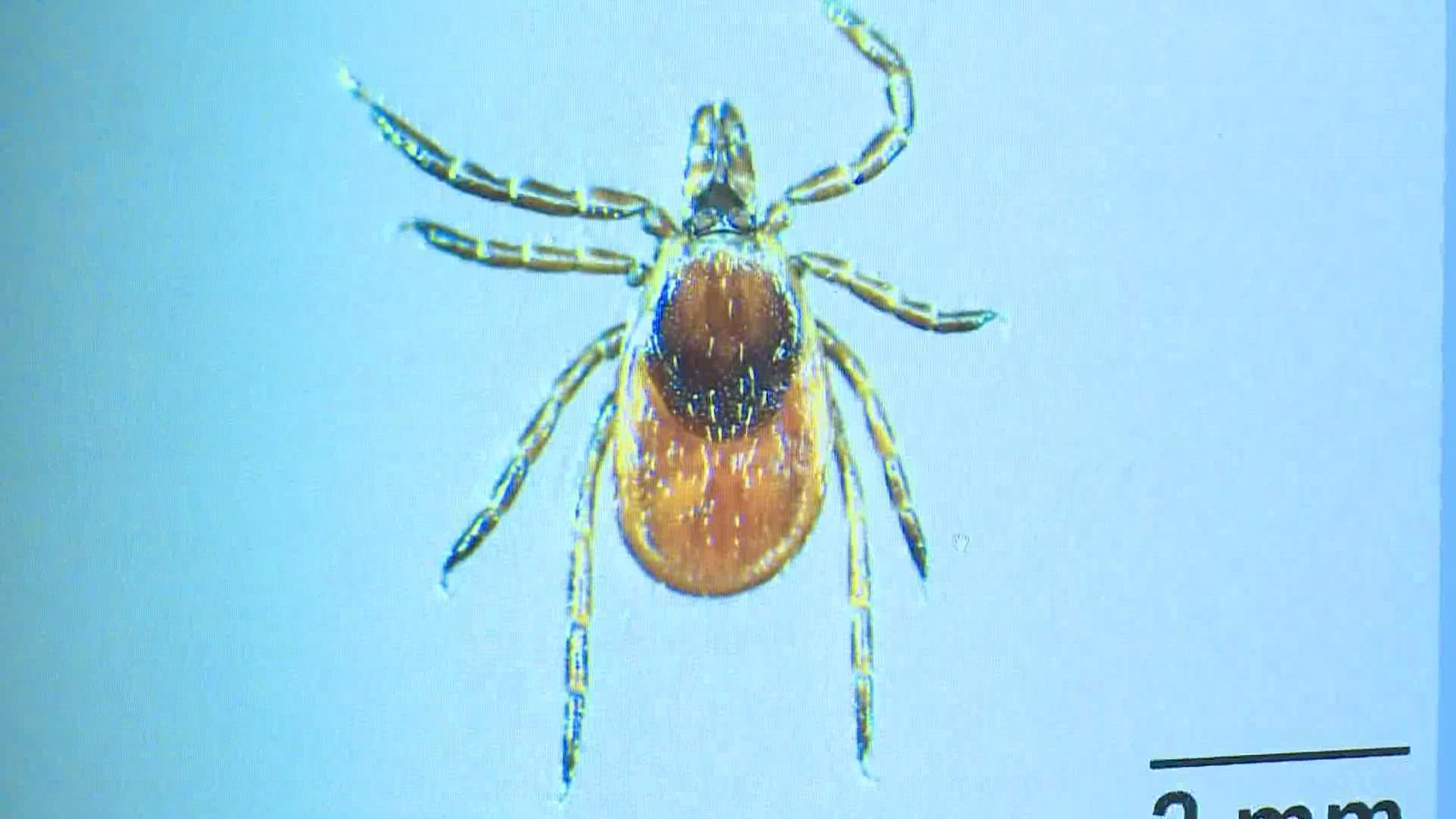 Experts are trying to find out why drought conditions didn't make a dent in tick activity.
