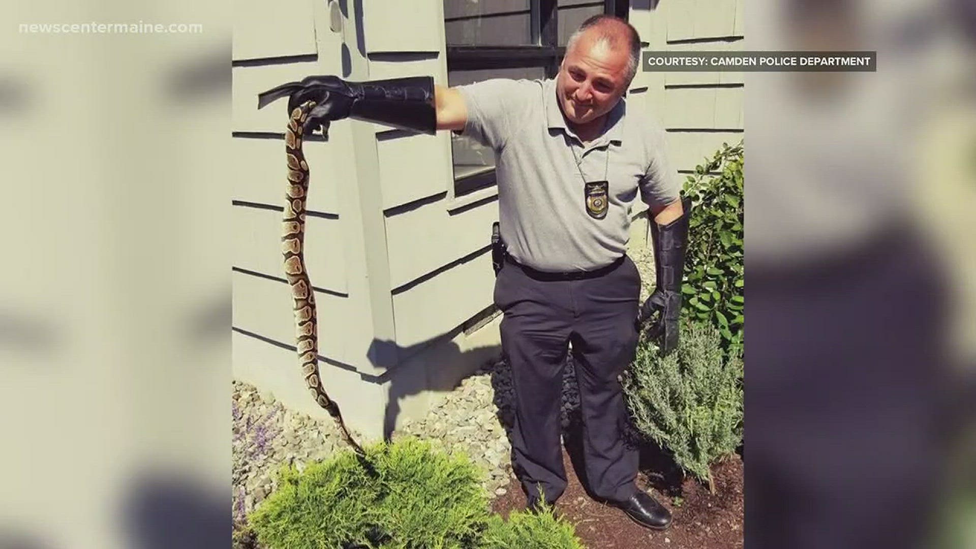 Campden police are looking for large snake