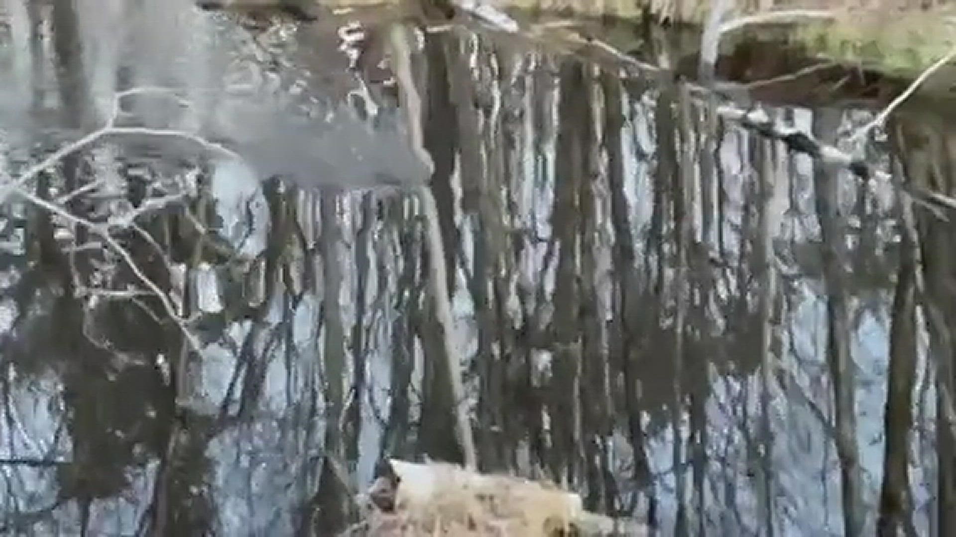 I accidentally hit the slo-mo button. The beaver’s tail slap is pretty spectacular in slow motion!
Credit: Marilyn Stanley