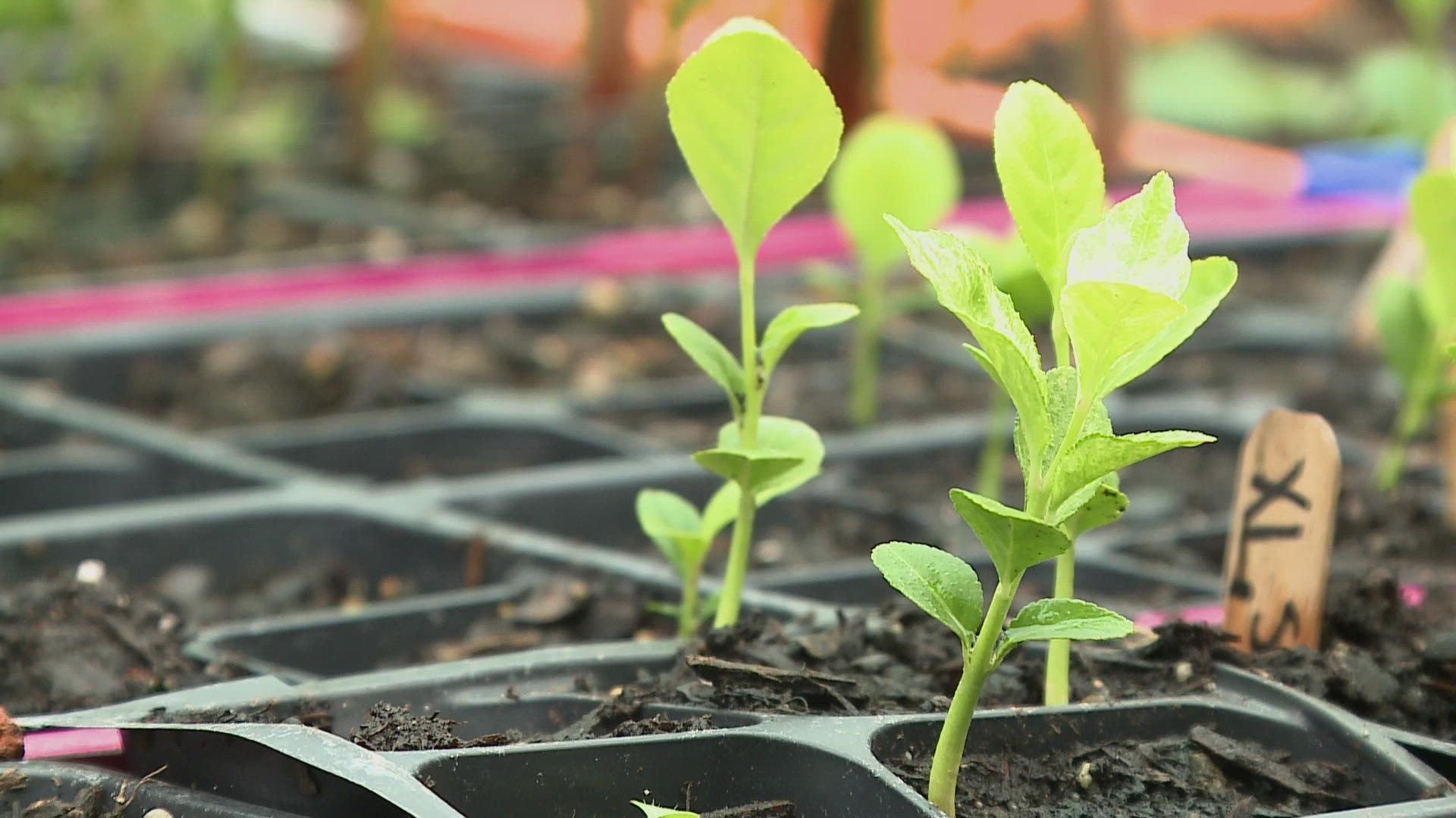 Goronson Farm said it will take four years before the trees are ready to produce fruit for the festival, but is offering a limited number of seedlings on Friday.