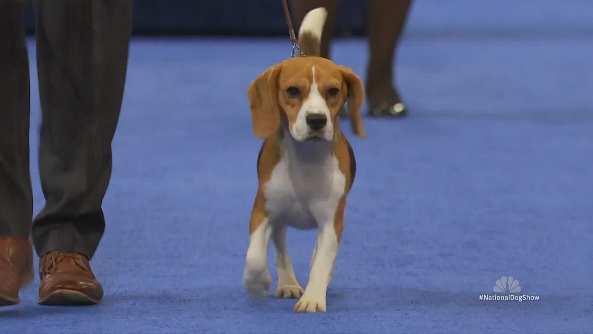 Hosts, dogs prepare for Thanksgiving National Dog Show