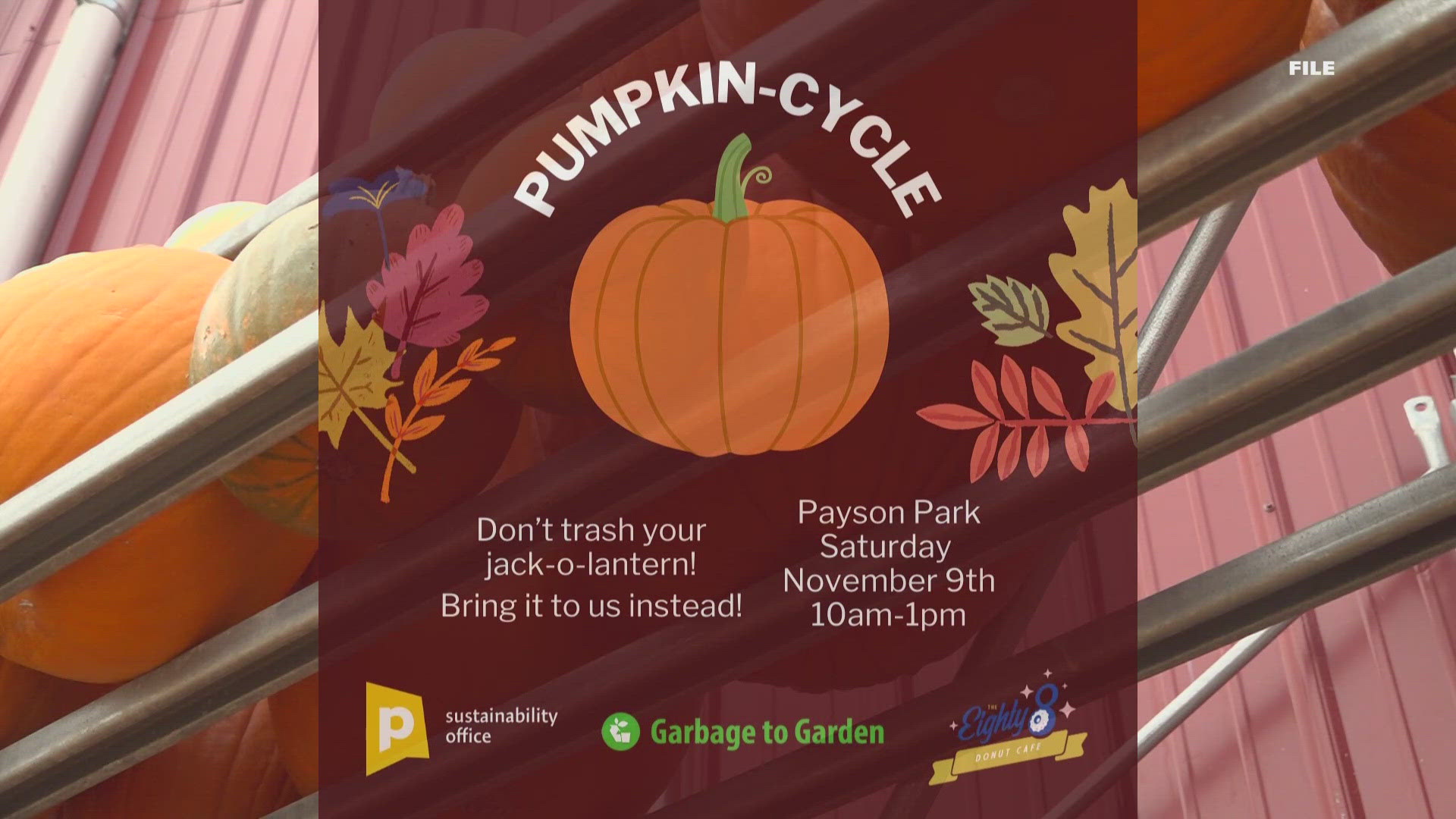 Staff with the city's sustainability office are collecting pumpkins at the Little League parking lot at Payson Park on Saturday.