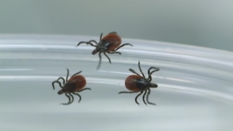 UMaine tick lab set to get more than $6 million in federal funding