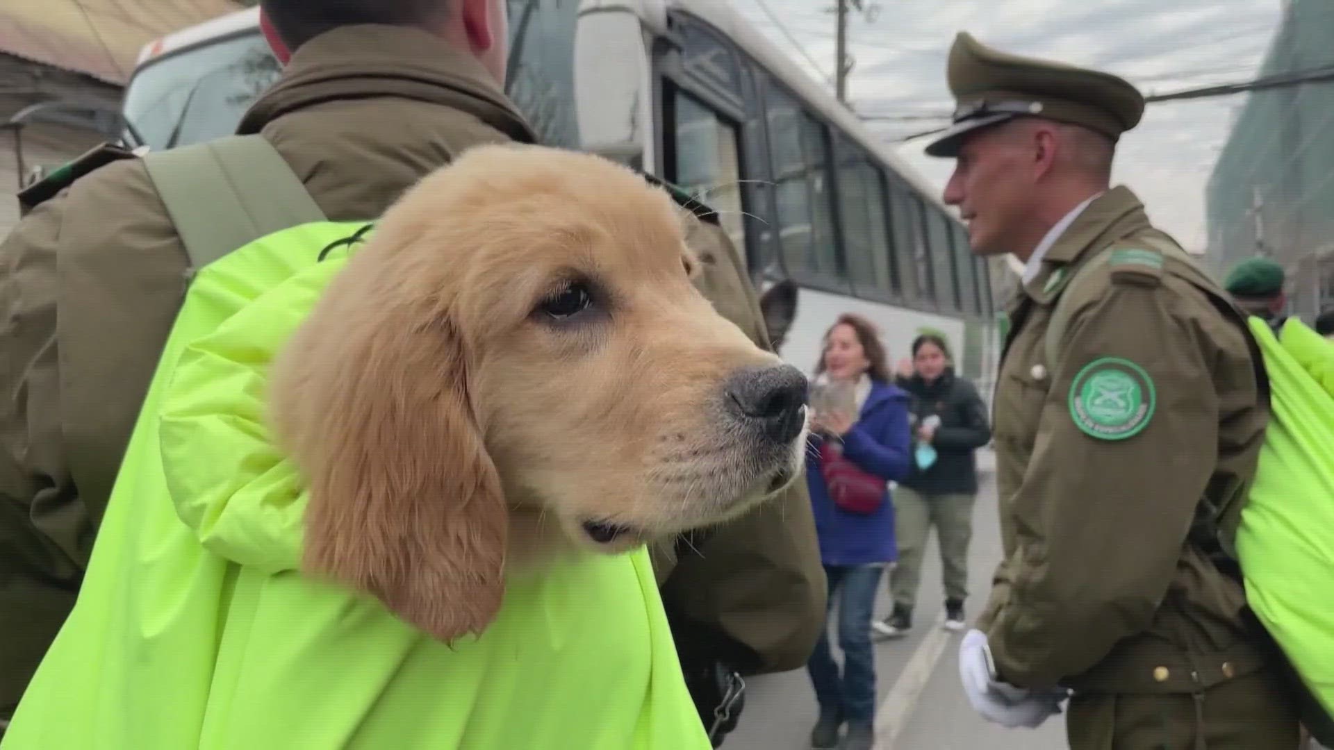 Chile's canine brigade shines at country's annual military parade |  newscentermaine.com
