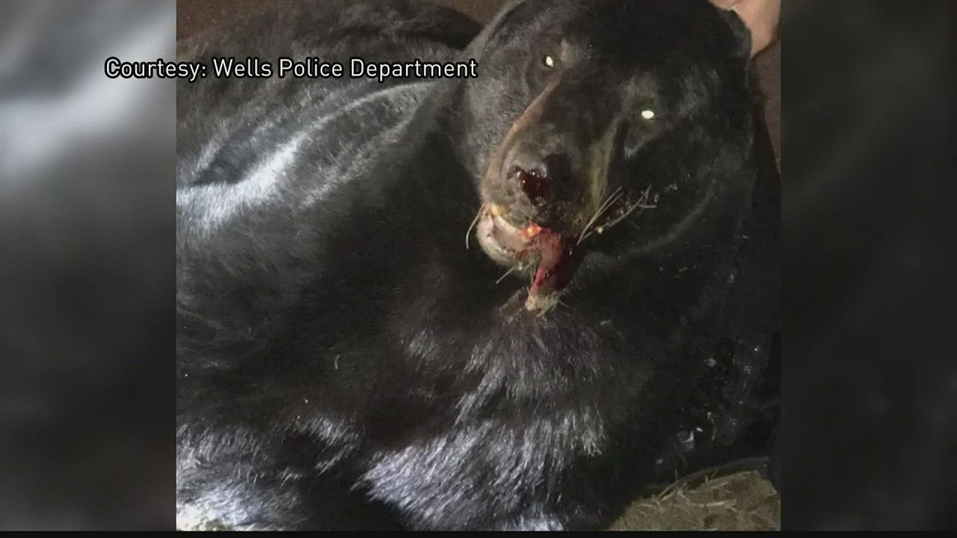 Bear hit in Wells
