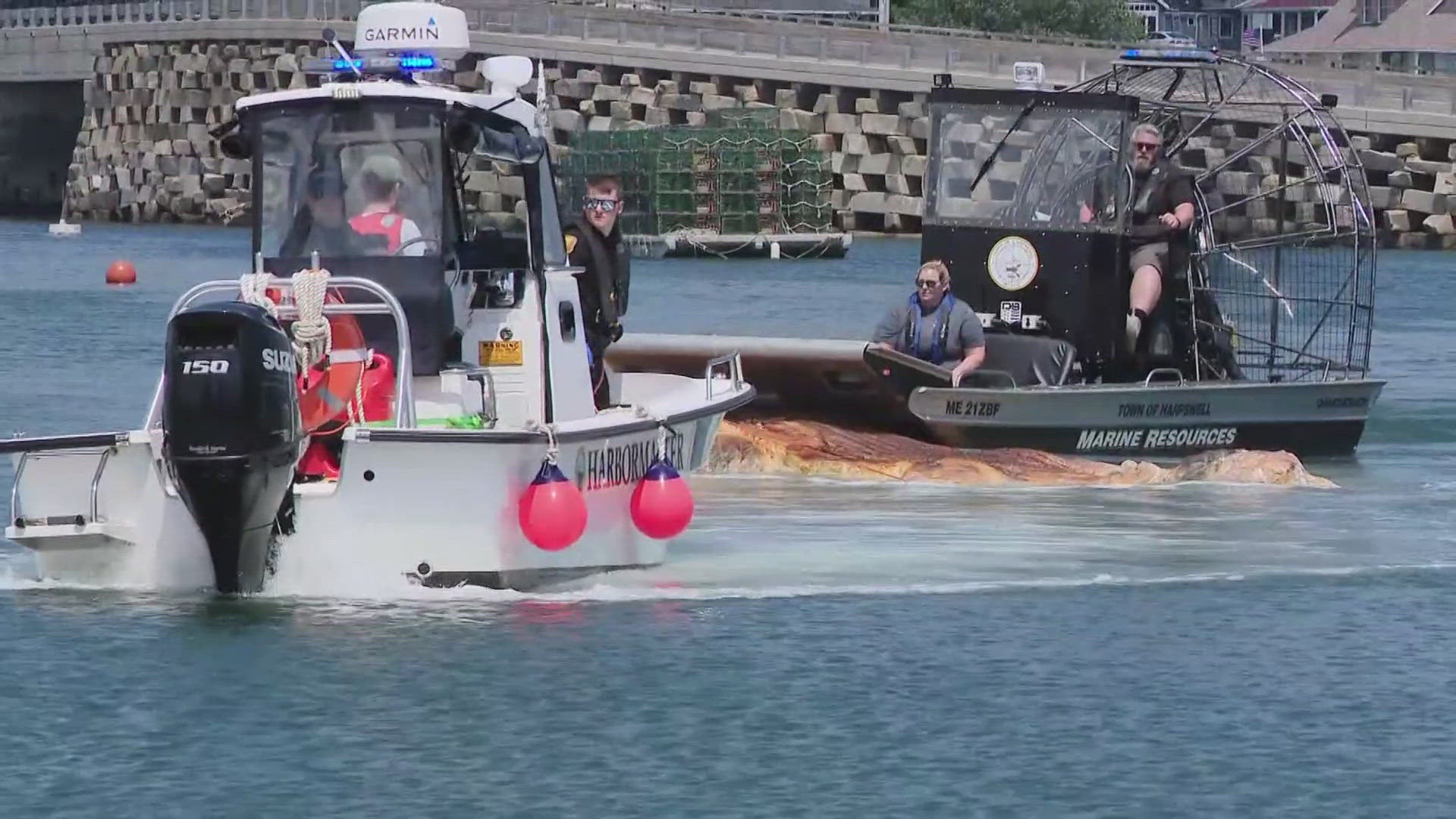 Dead whale that washed ashore in Harpswell now being removed ...