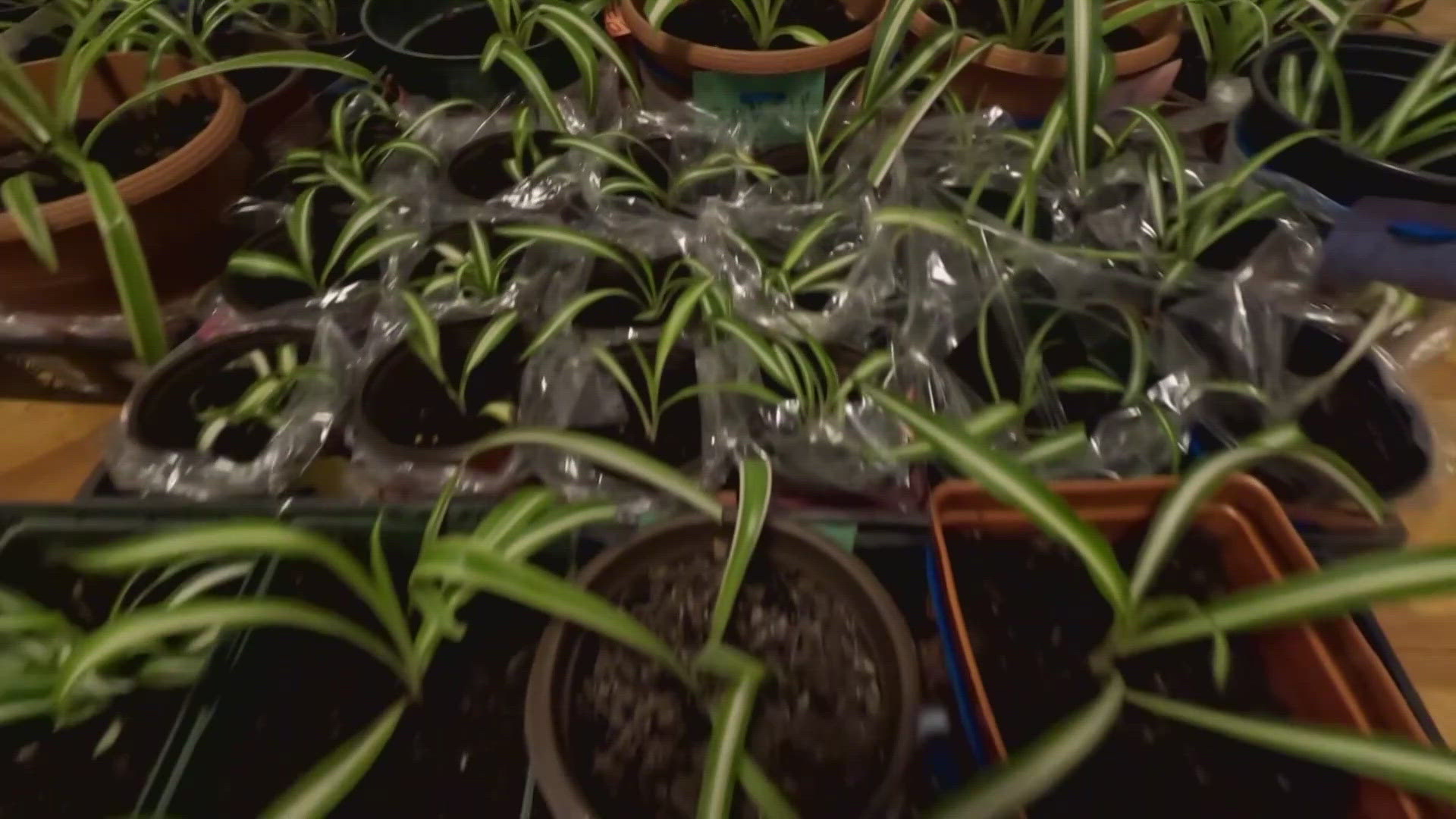 5-year-old Jasper Rebello sells spider plants that he grew to better his community.