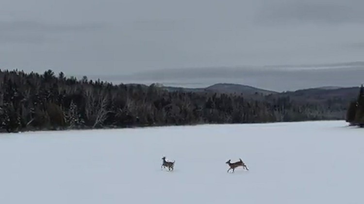 Deer on Hunter Cove