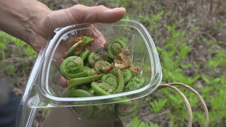 Concerns about PFAS extend to foraging favorite: fiddleheads