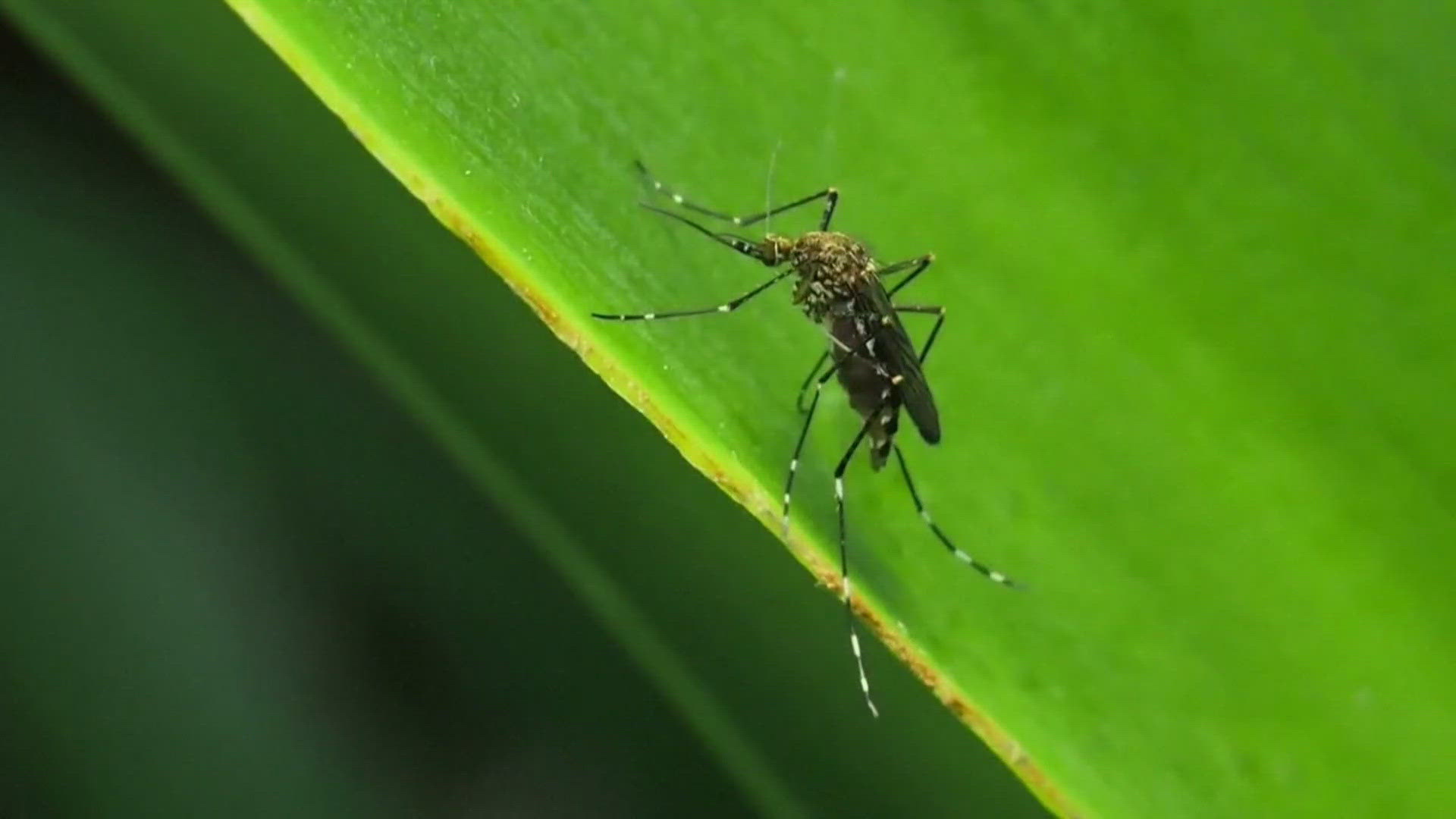 Cases of West Nile Virus and Eastern Equine Encephalitis, or EEE, have recently been confirmed in Maine. They're among several illnesses spread by mosquitoes.