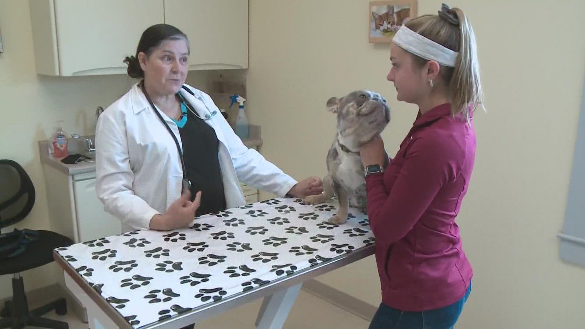 Some veterinarians say it's been a bad season for dogs, with a marked increase in tick-borne diseases.