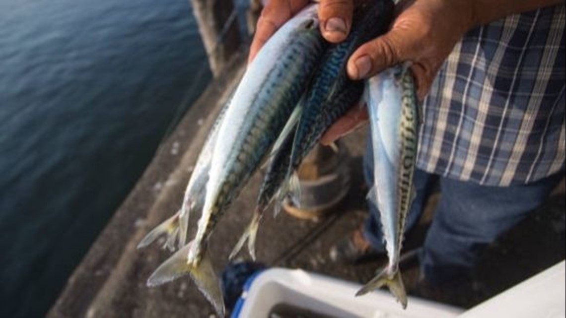 Atlantic mackerel fishing shut down for the rest of the year