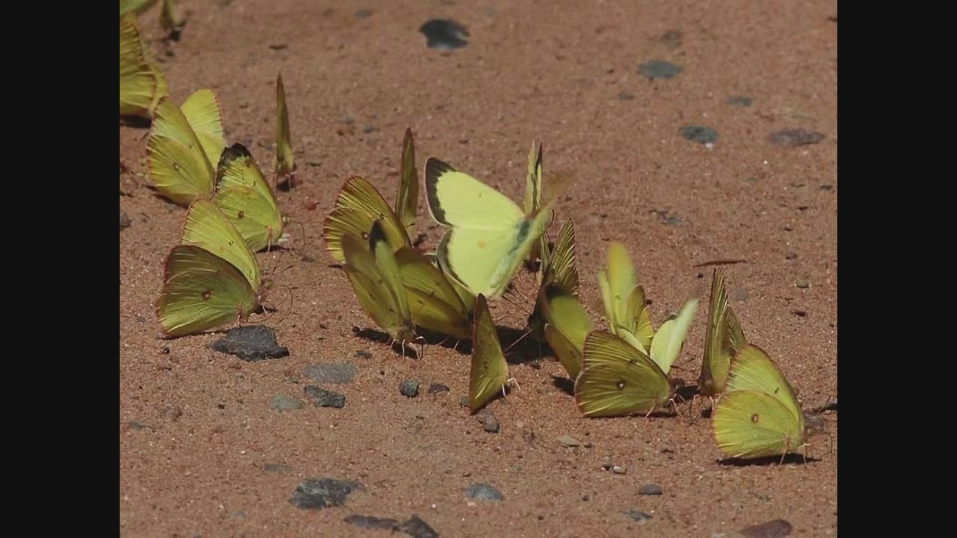 Thanks to the idea from students at Loranger Middle School, lawmakers officially made the pink-edged Sulphur as Maine's first and only official state butterfly.