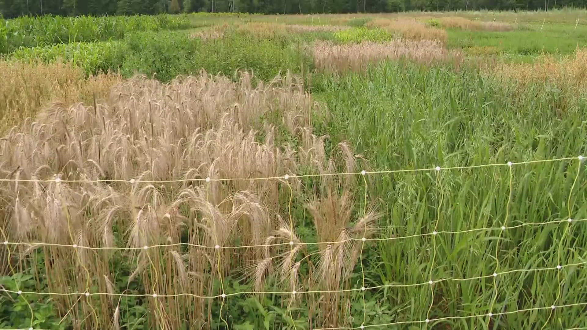 The study shows that some crops react differently to toxic compounds, and making some adjustments could benefit farmers.