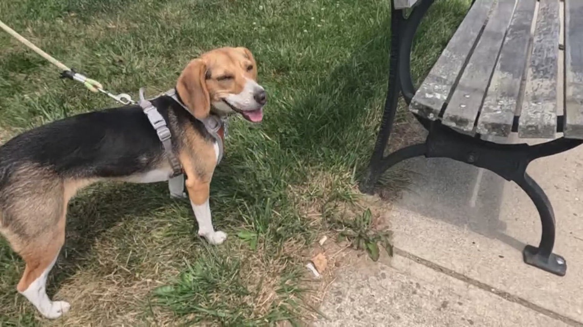 Pet food pantry a lifeline for Mainers struggling to feed their animals