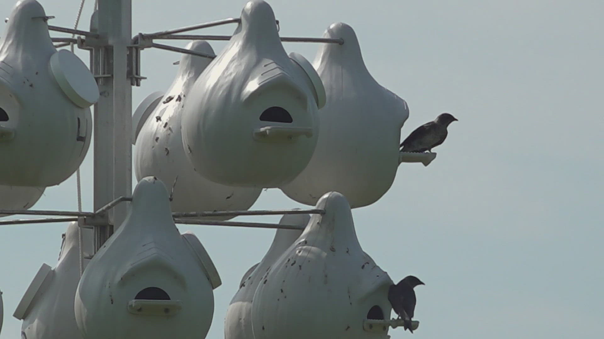 The population of the bird has been declining in Maine. Katie Delaney takes a look at efforts by the York County Audubon to increase the population.  