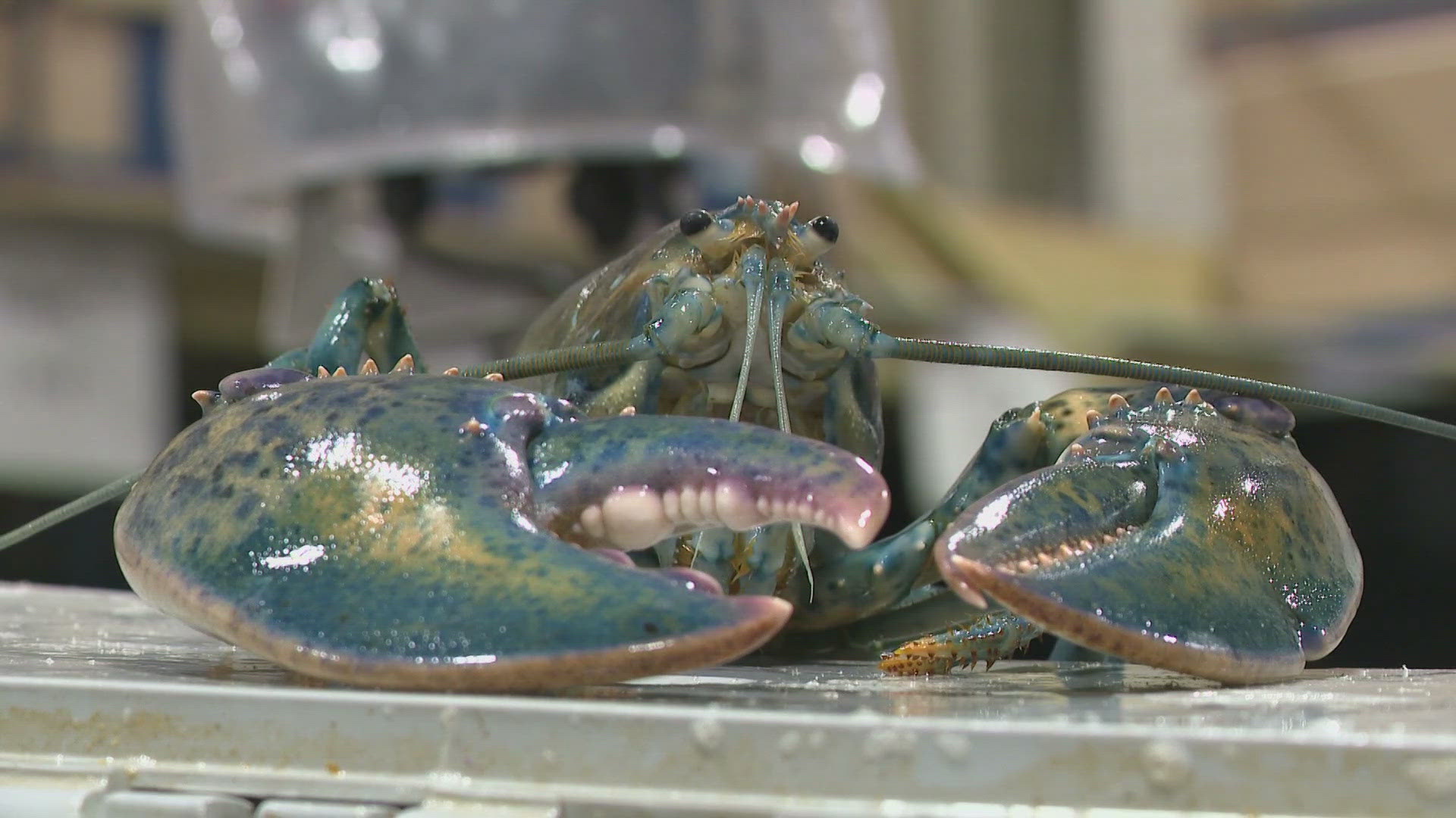 Sea Salt Lobster owner Shawn McEwen said this is the third blue-speckled beauty he has seen in 16 years, noting the millions of lobsters they move each year.