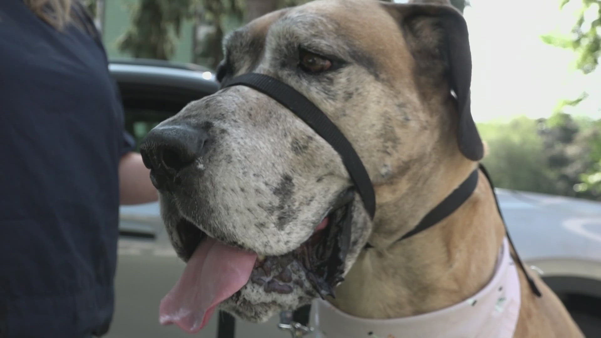 A preliminary plan for a dedicated dog park will be presented at Tuesday's city council workshop, years after an advisory group first recommended one.